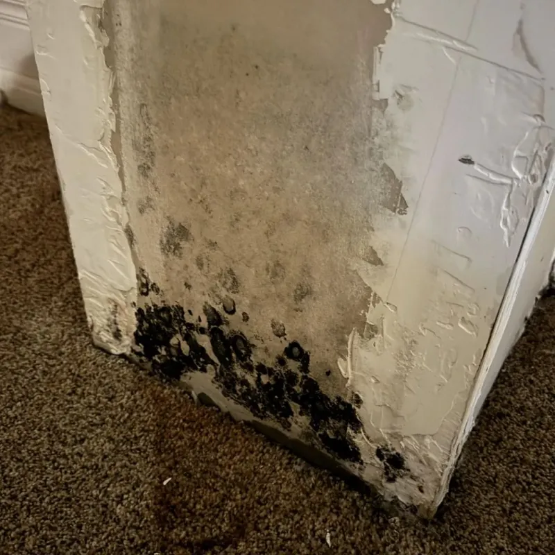 Professional Mold Removal in Weston, FL